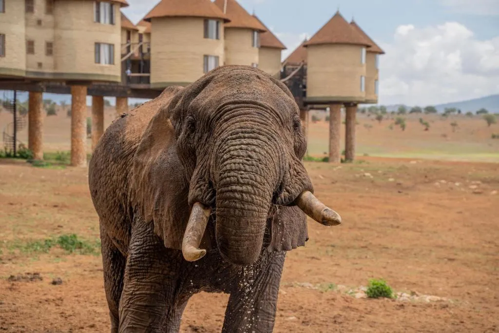 Indulging in the Saltlick Safari Lodge Experience