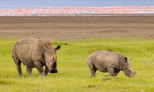 A Rhino and his young one