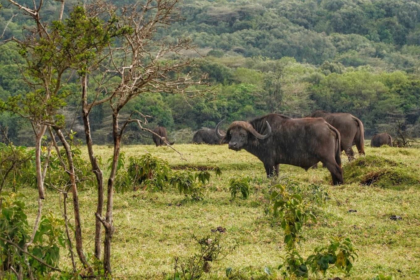 Arusha National Park