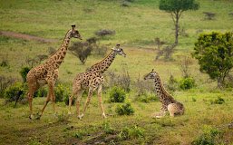 Girrafes in the forest