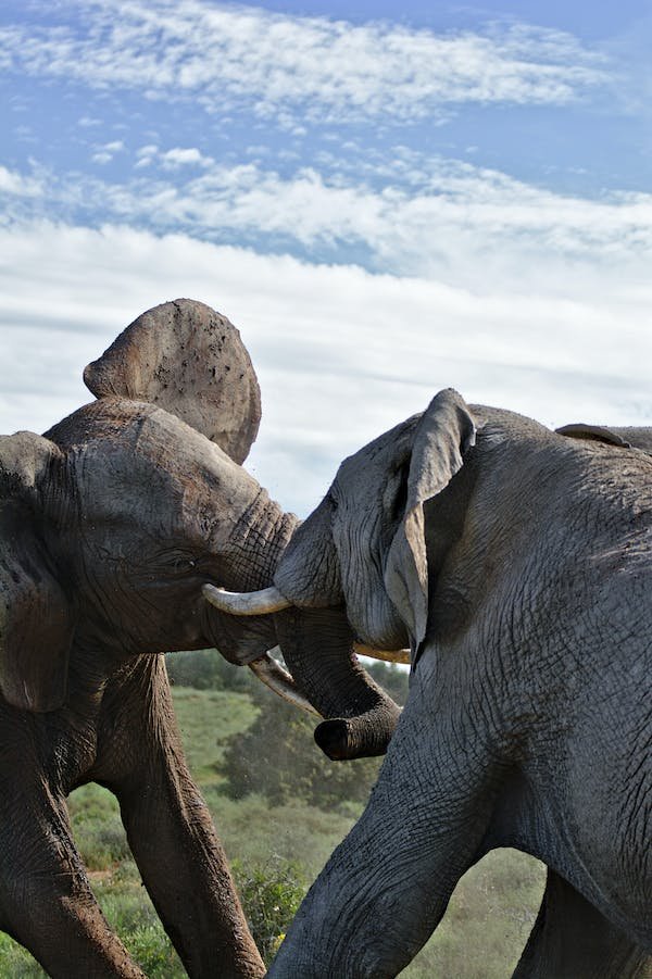 Elephants playing