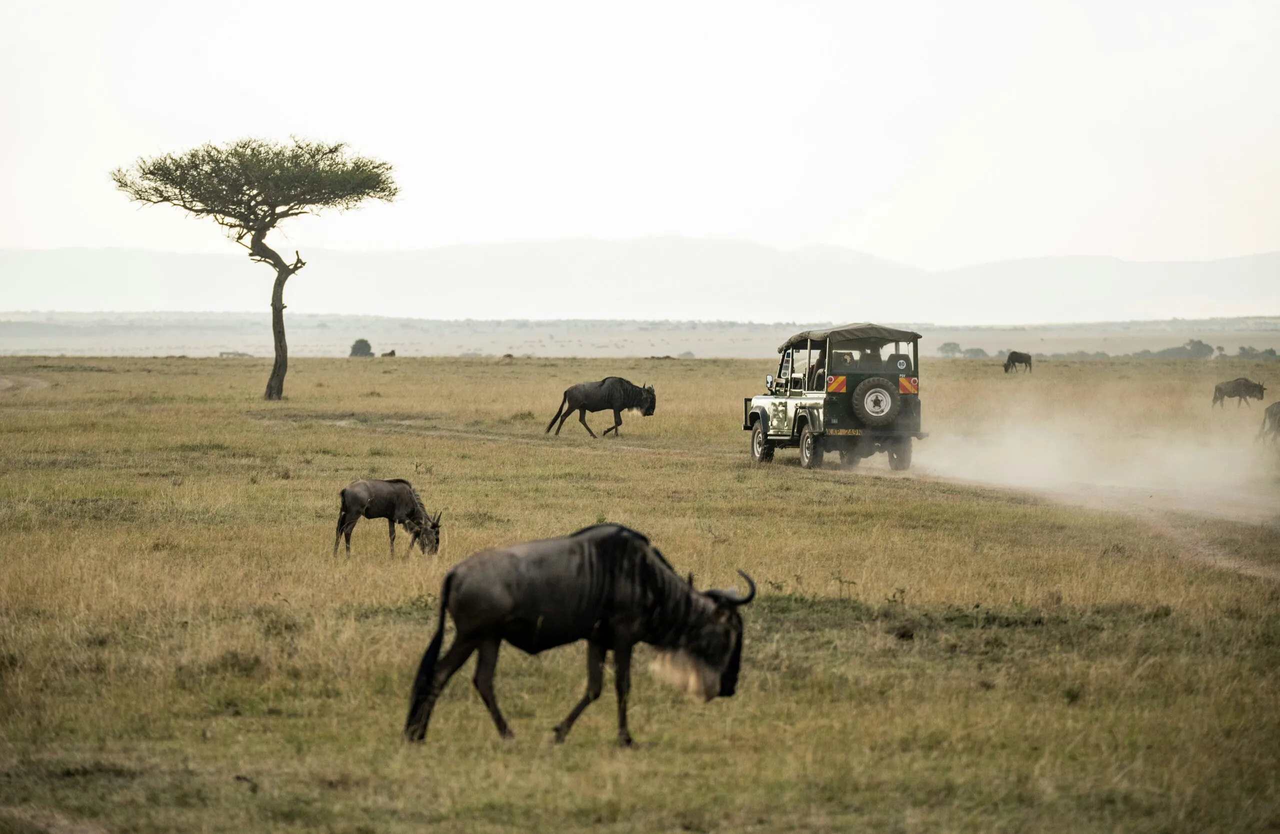 Kenya Big 5 & Rhino Tracking Safari: 8-Day Expedition