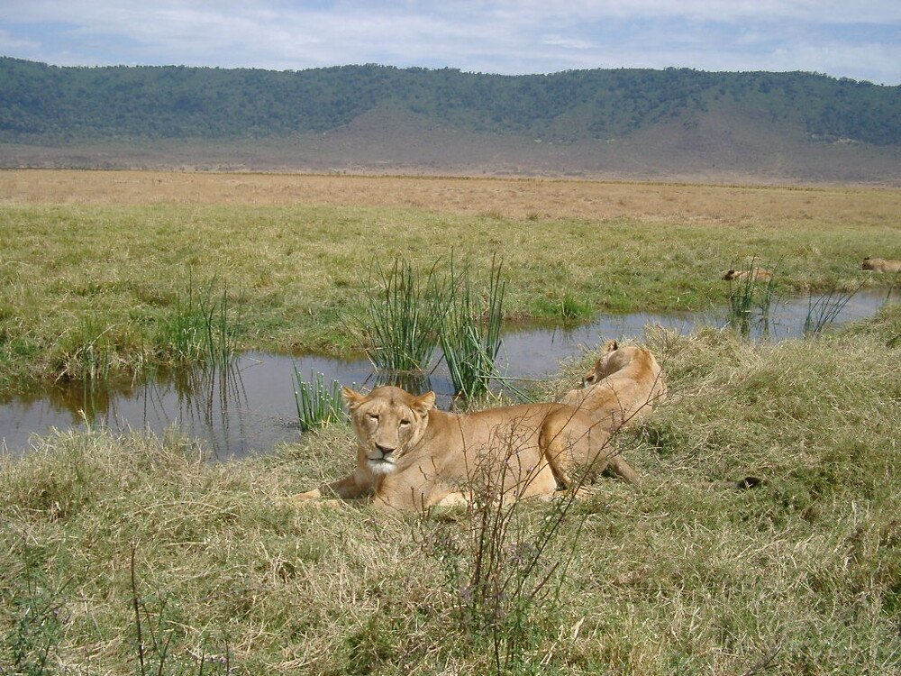 Masai Mara