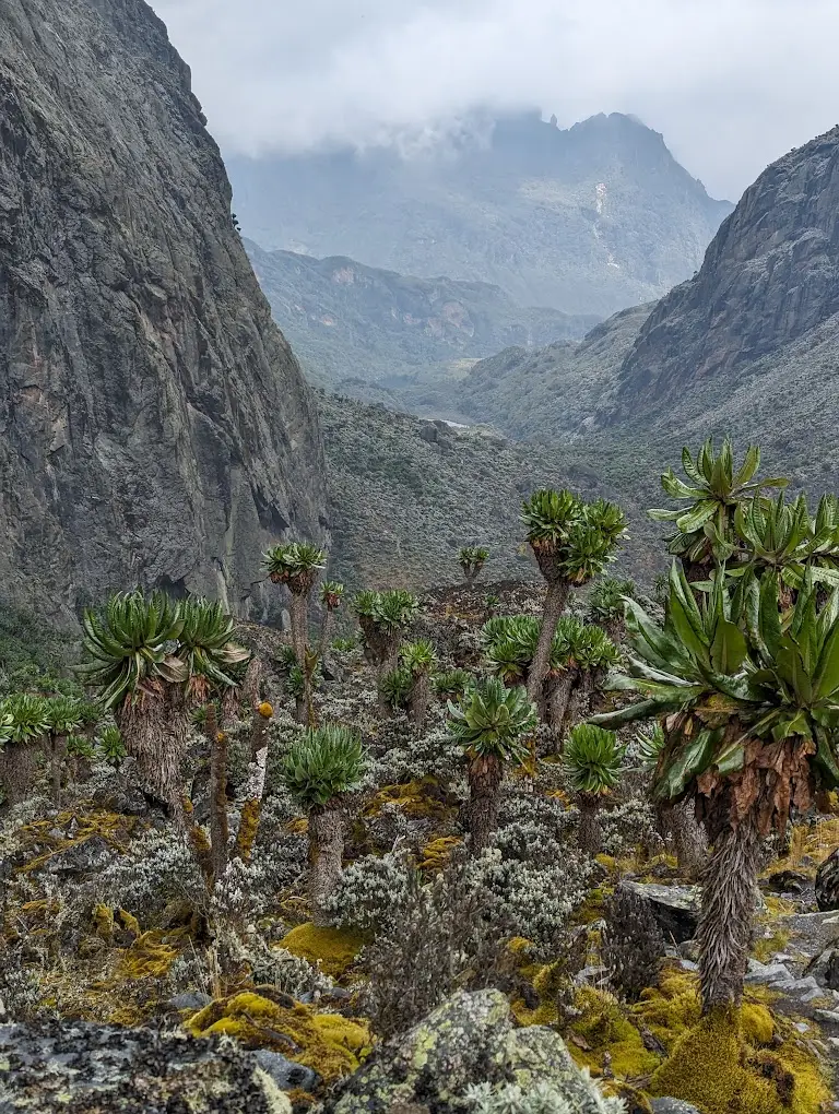 Rwenzori Mountains National Park