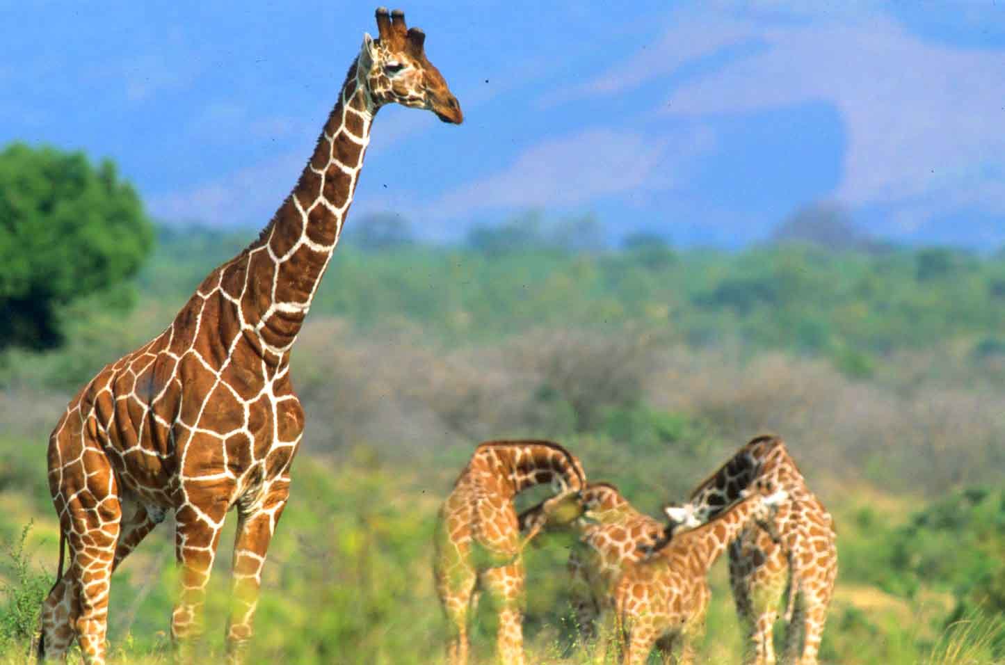 Giraffes grazing