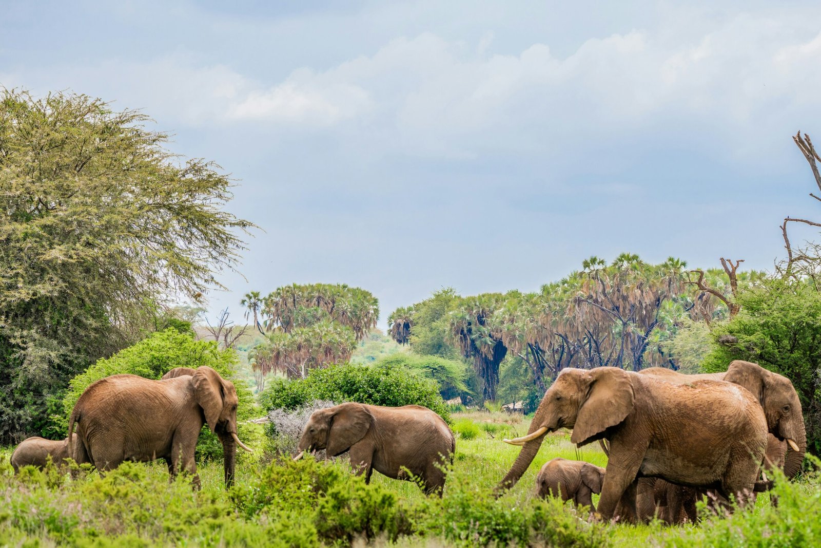 Elephants and the a beautiful landscape