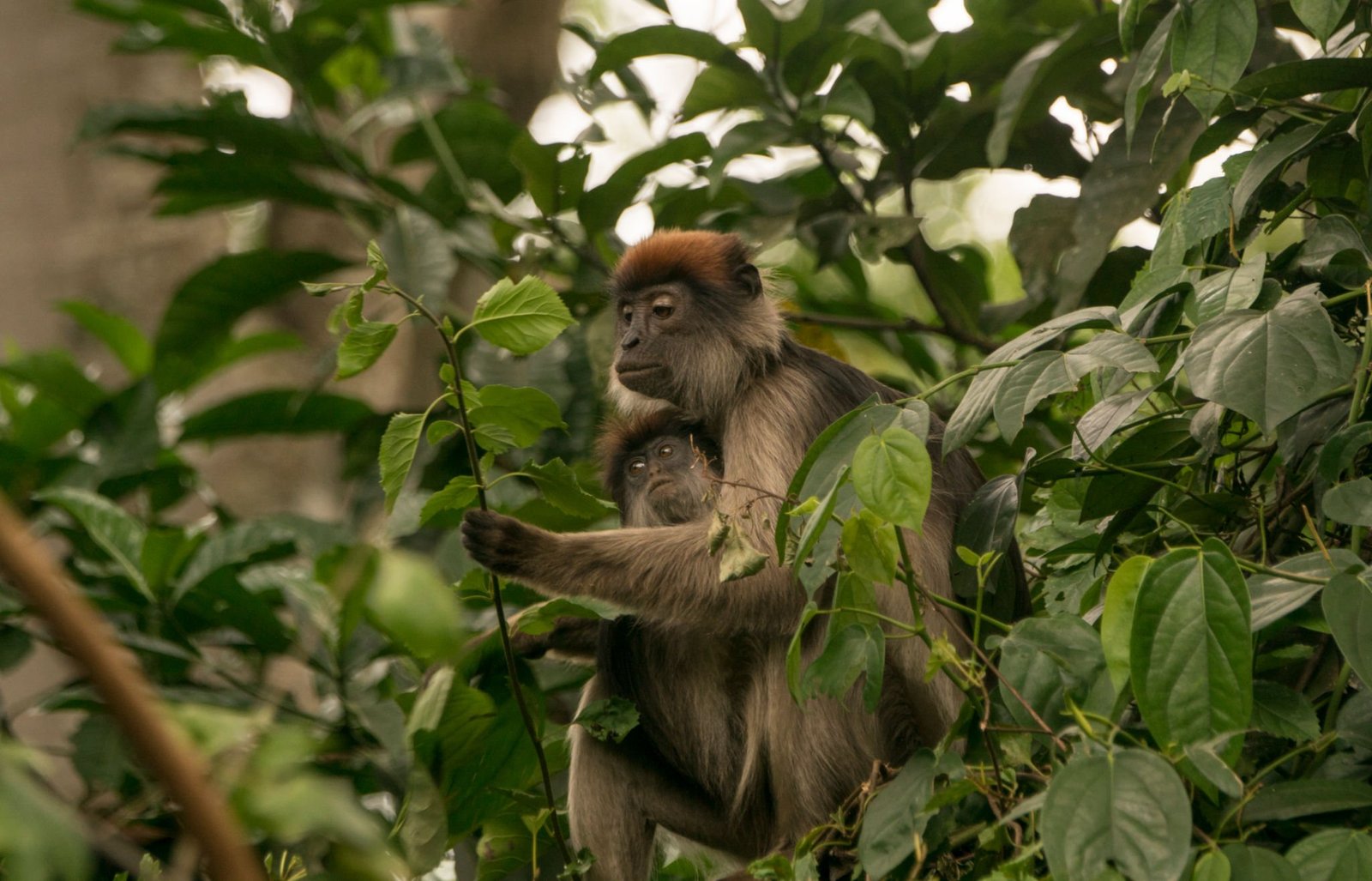 Black and White Colobus Monkey in Uganda's Kibale National Park of East Africa