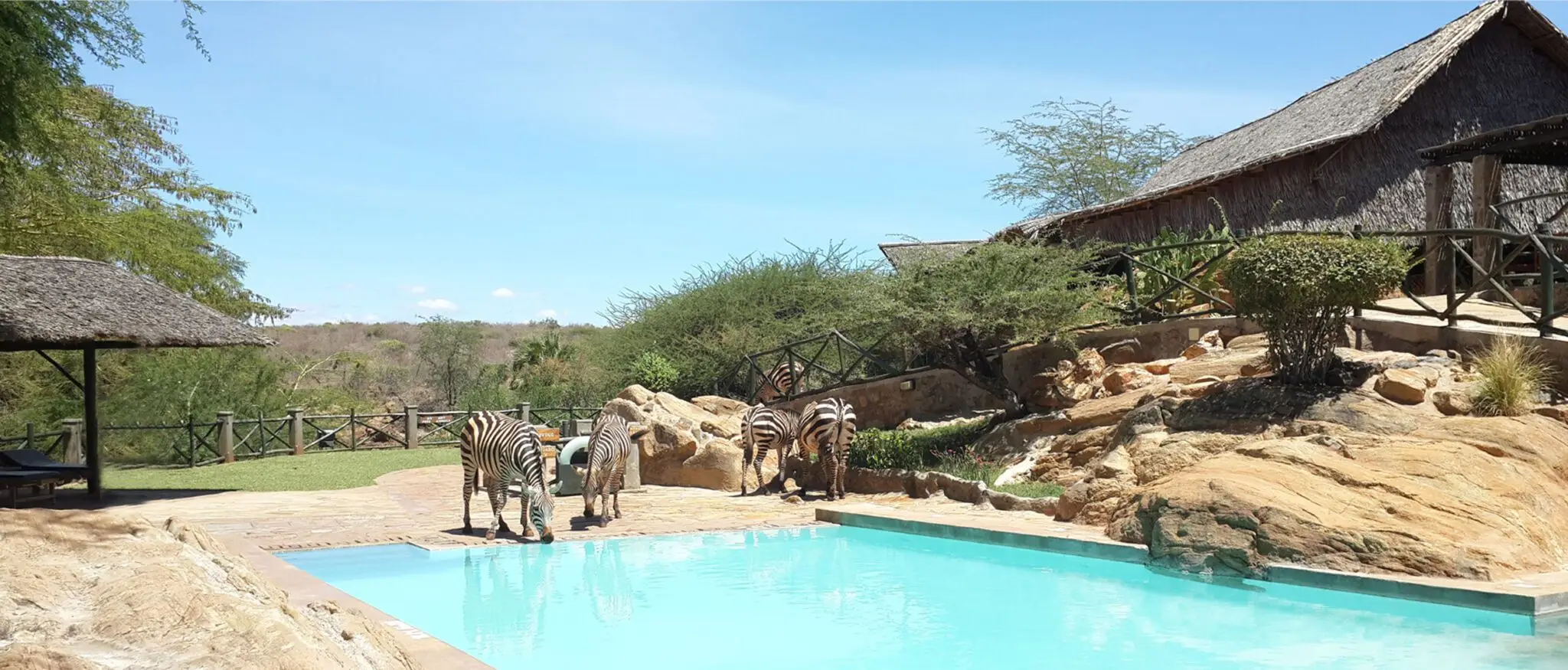 Dining with zebras at Man Eaters Camp