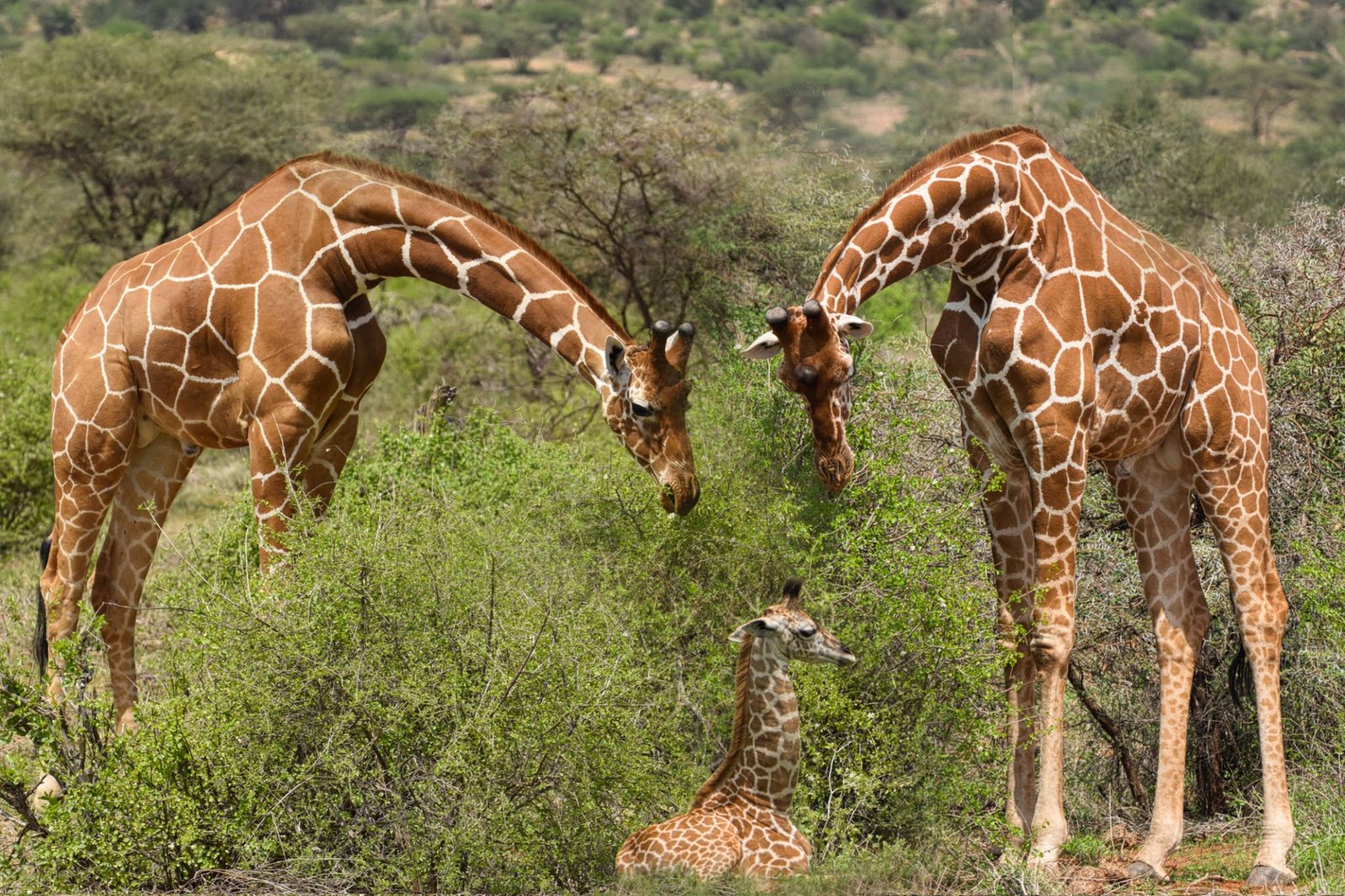 Giraffen  im Nationalpark Tsavo Ost und Tsavo West in Kenia