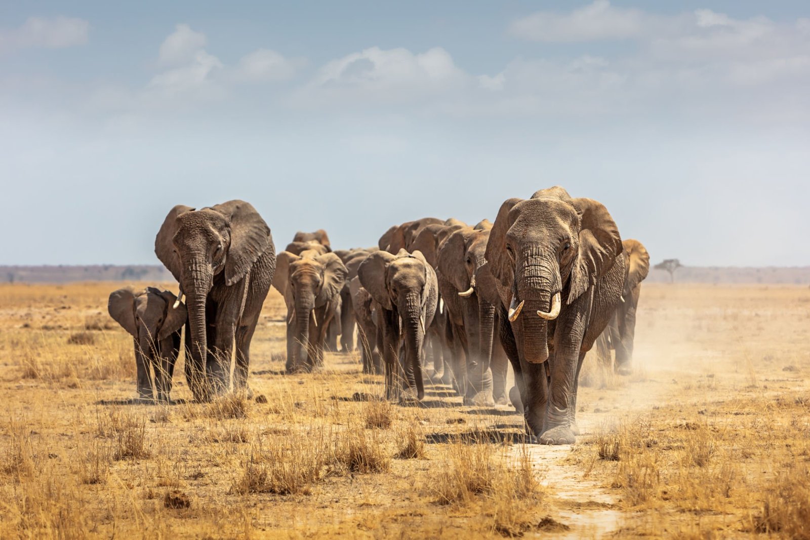 Large herd of African elephants in the dry lake bed of Amboseli National Park