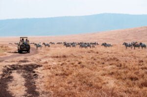The Stunning Serengeti Safari