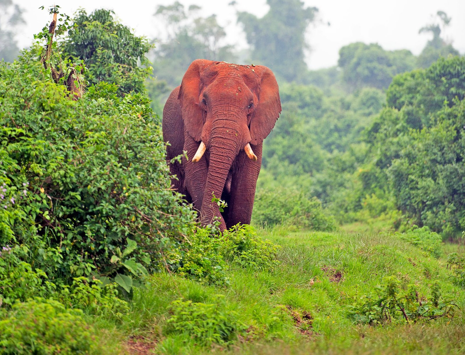 Successful elephant tree destruction, Aberdare National Park