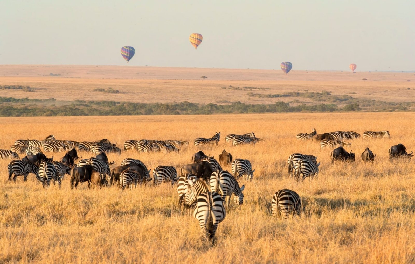 The Great Migration in Masai Mara - Ultimate Safari Experience