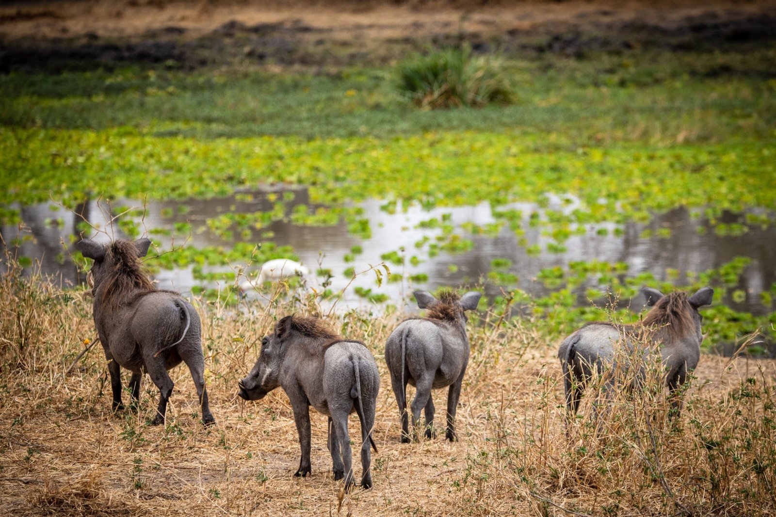 Warthog family in Tarangire Park, Tanzania