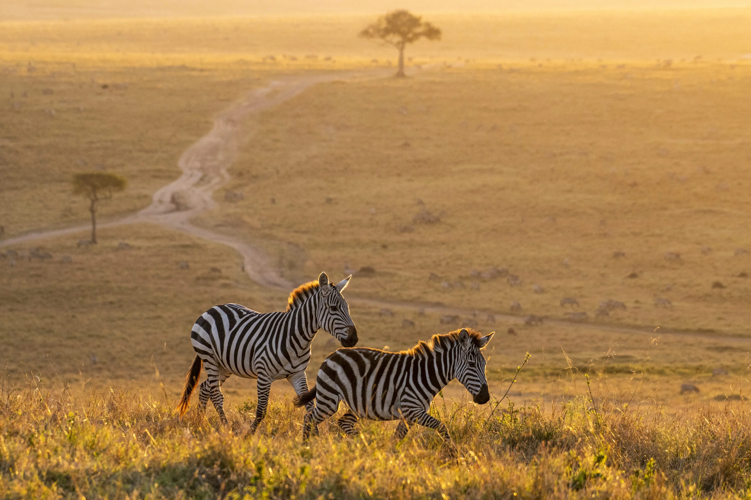 Masai Mara