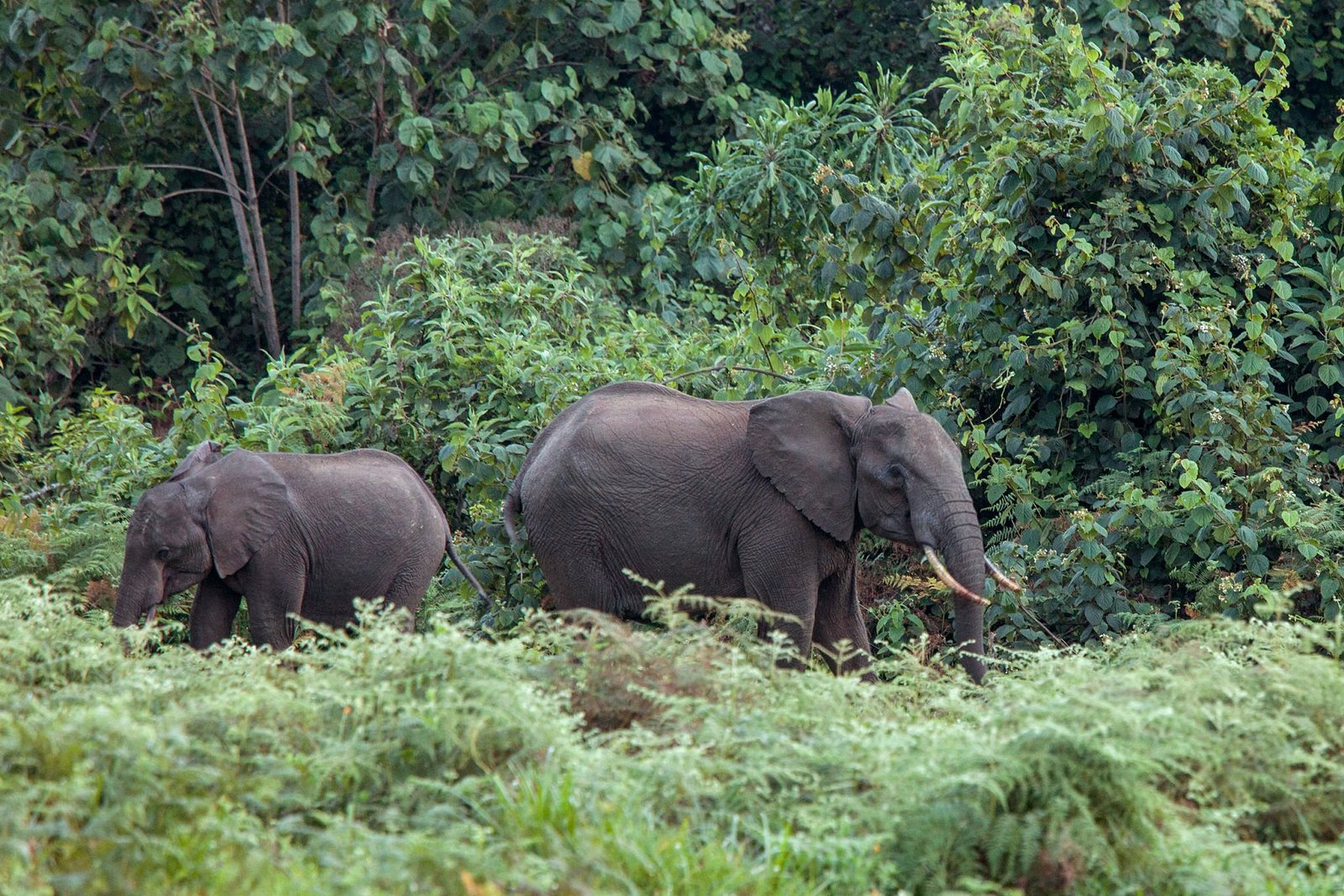 forest elephants in rain forest of Mt Kenya