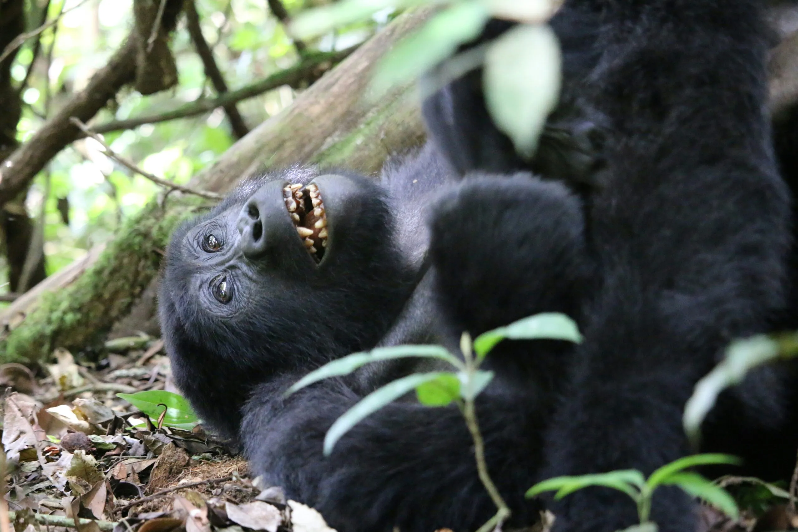 Encountering The Wildlife Of Uganda