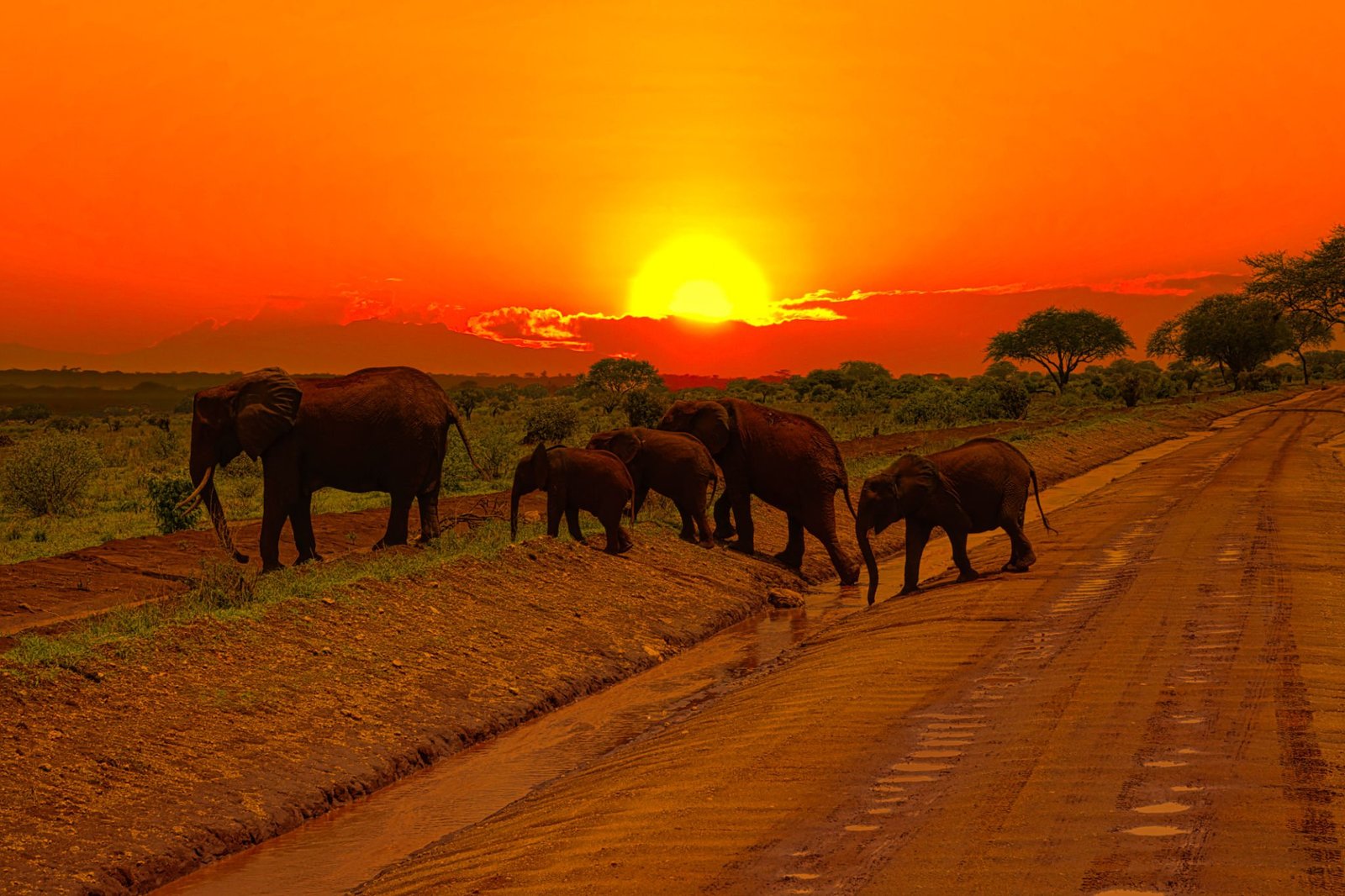 Elefanten und Sonnenuntergang im Nationalpark Tsavo Ost und Tsavo West in Kenia