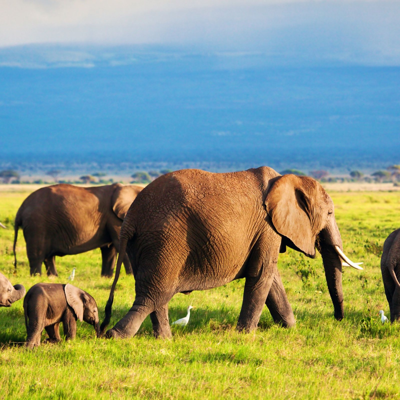 Kenya Safari Odyssey: From Amboseli To The Mara