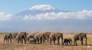 KENYA SAFARI ODYSSEY: FROM AMBOSELI TO THE MARA