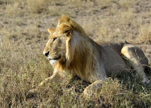 Best Tanzania Safari Itinerary 7 Days or 10 Days