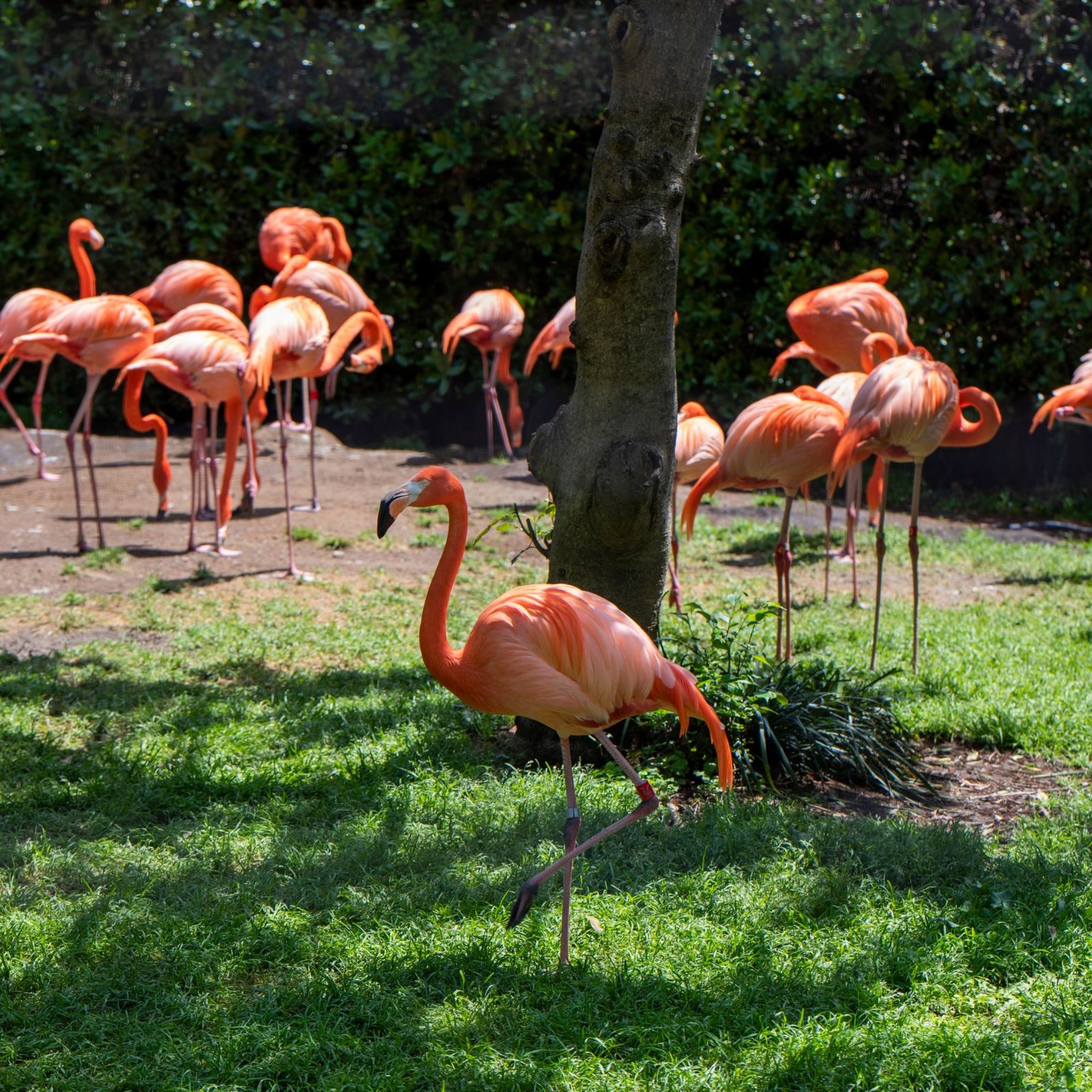 Flamingo Shore To Big Cat Country– A Masai Mara Safari Escape