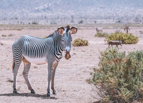 When Is the Wildebeest Migration in Tanzania?
