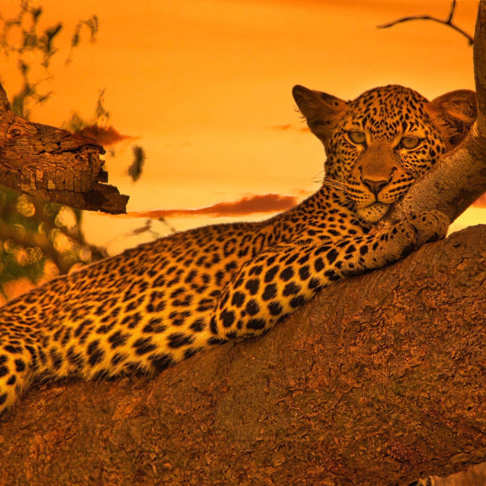 Adventure in Amboseli, Lake Nakuru, and Masai Mara