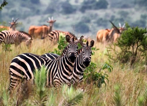 How Much Does Gorilla Trekking Cost?