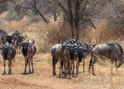 What Animals Can You See in Masai Mara?