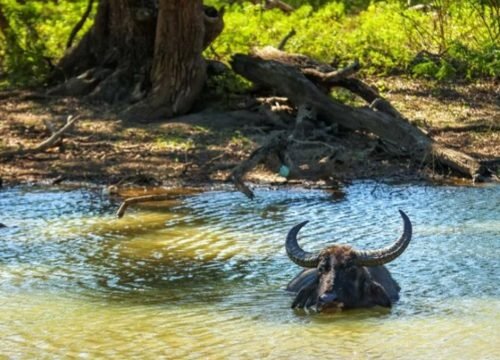 How Much Is It Usually for 7 Days in the Safari?