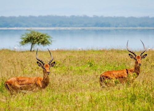 Which Month Is Best for the Great Migration?