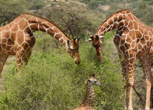 When Is the Best Time to See the Great Migration in Kenya?