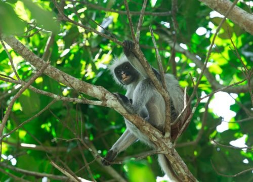 How Do Private Safaris Work?