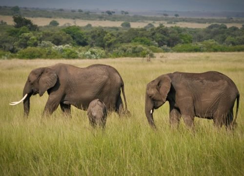 How Much Does a Kenya Safari Cost Per Person?