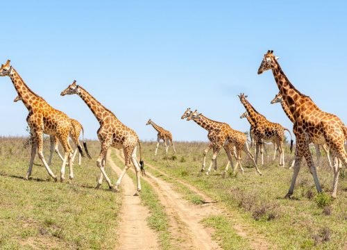 How Many Days Do You Need in Serengeti?