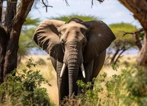 Luxury African Safari Packages All Inclusive