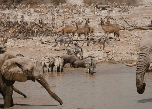 Serengeti vs Maasai Mara Which Is Better?