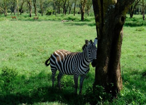 What Makes Serengeti National Park Famous?