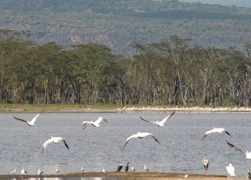 Are Kenya Safaris Good for Families?