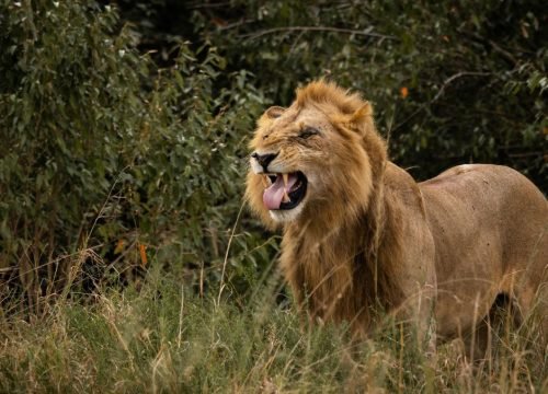 How Much Does a Kenya Safari Cost?