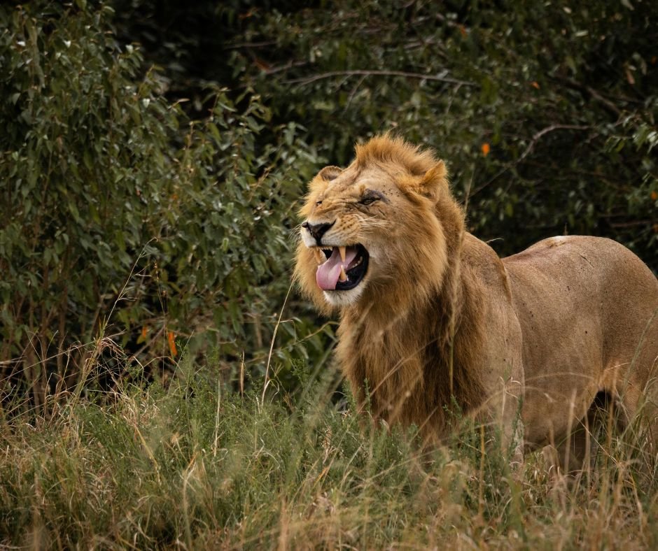 Big  5 Beginnings: Lake Nakuru & Masai Mara In 4 Days