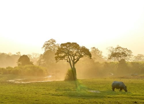 What Should I Wear for Gorilla Trekking?