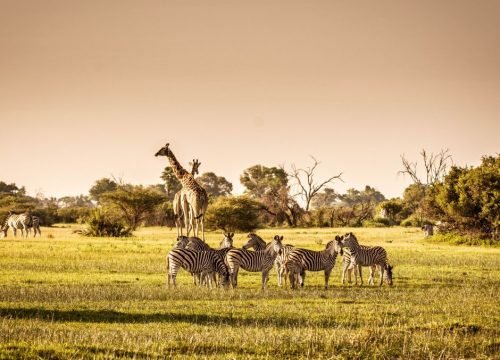 What Is a Desert Safari in Dubai Like?