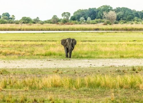 Is Rwanda Safe for Gorilla Trekking?