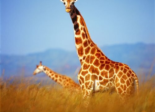 What Is the Best Time to Visit Kenya for a Safari?