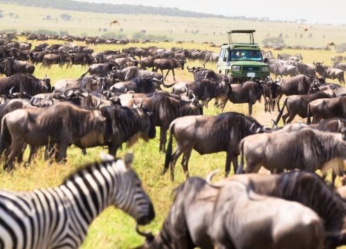 Luxury vs Budget Safari in Kenya