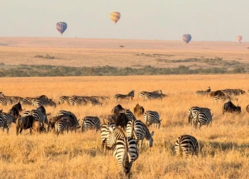 Is Uganda Good for Safari Holidays?
