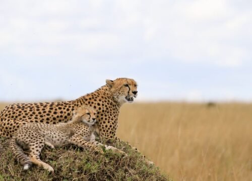 How Do I Plan My First Safari Trip?