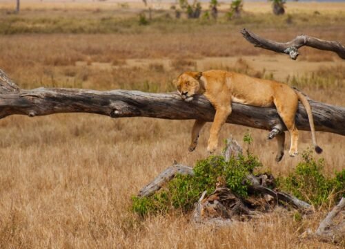 What Is the Best Safari Itinerary for First-Time Visitors?